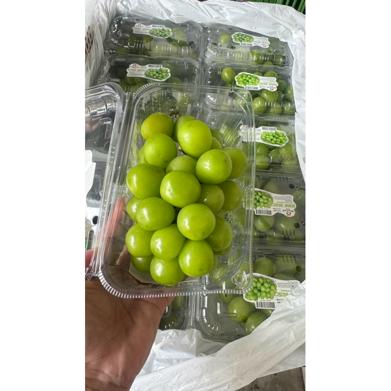 

anggur hijau muscat 500gr