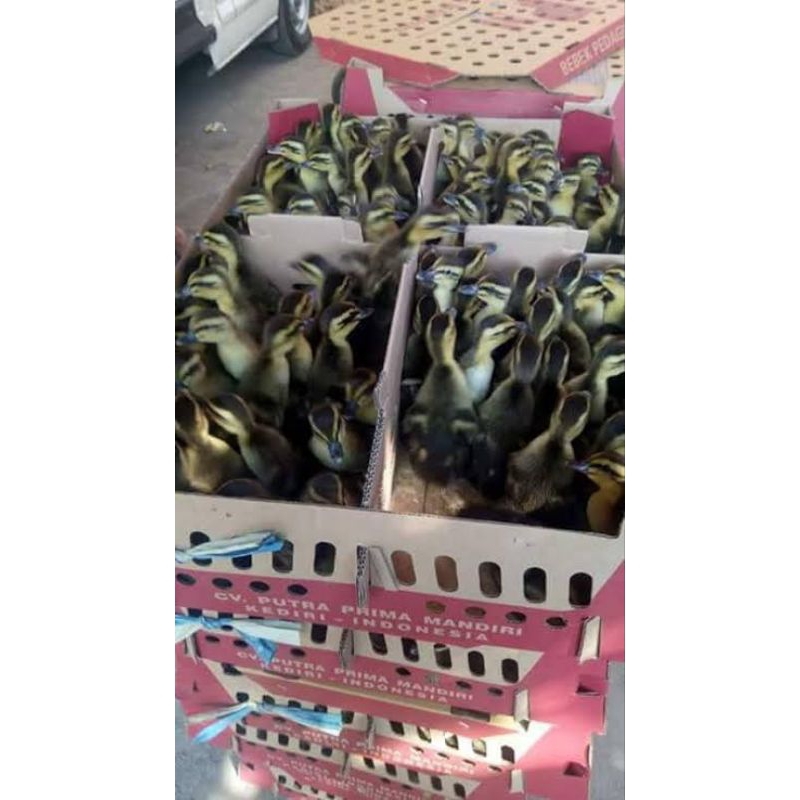 Dod/Bibit Bebek Ratu