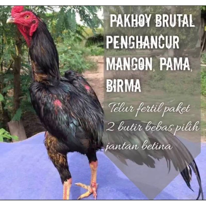 

PROMO!! TELUR AYAM BANGKOK PETARUNG PAKHOY UNTUK DI TETASKAN