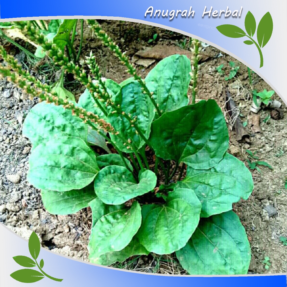 

Daun sendok Ki urat khusus daun saja 100 gram