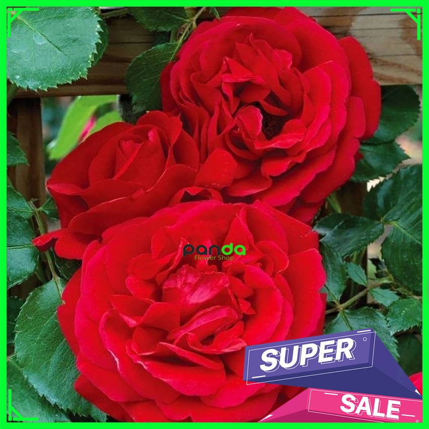 Tanaman Mawar Import Don juan - Mawar Rambat Wangi