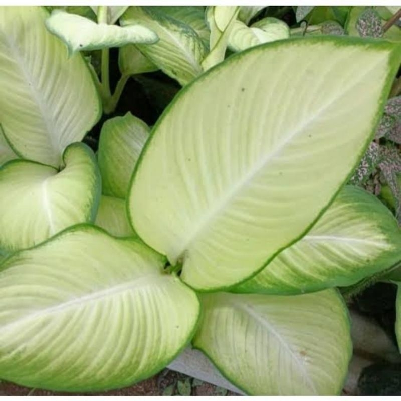 Jual Tanaman Hias Diven Tisu Bangkok - bisa COD - di jamin hidup