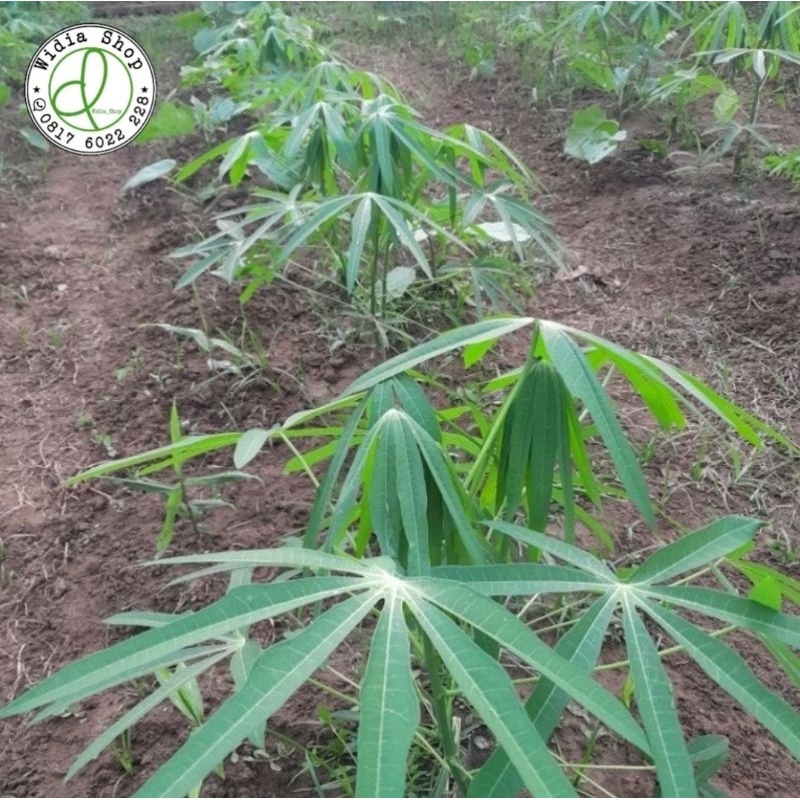 BIBIT SINGKONG SAYUR 10 POHON || BIBIT POHON DAUN SINGKONG SAYUR 10 POHON