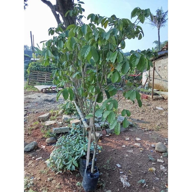 pohon duku bogor hasil cangkok