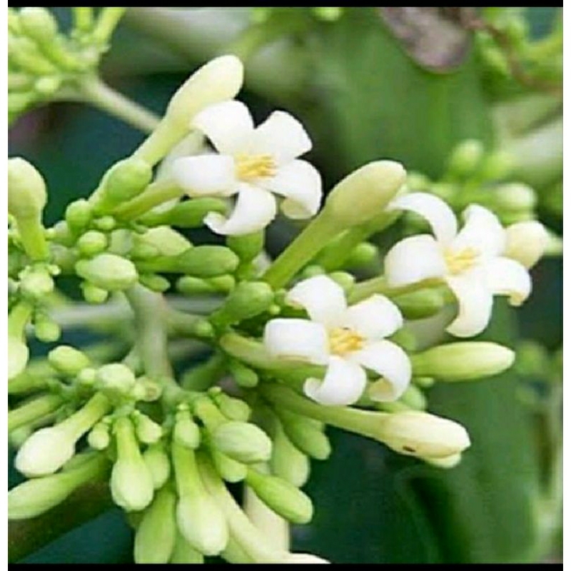 

promo 300gram bunga pepaya fress segar