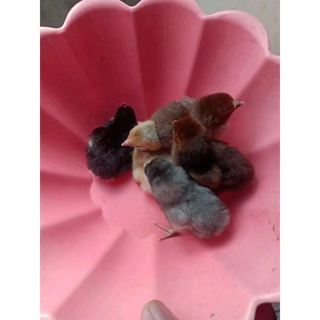 Telur Ayam Pelung indukan sehat, Untuk Ditetaskan (Fertil)