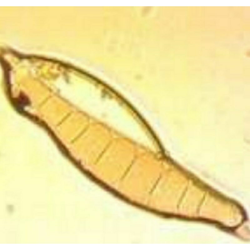 Isolàt Cendawan Helminthosporium oryzae asal Varietas Sunggal