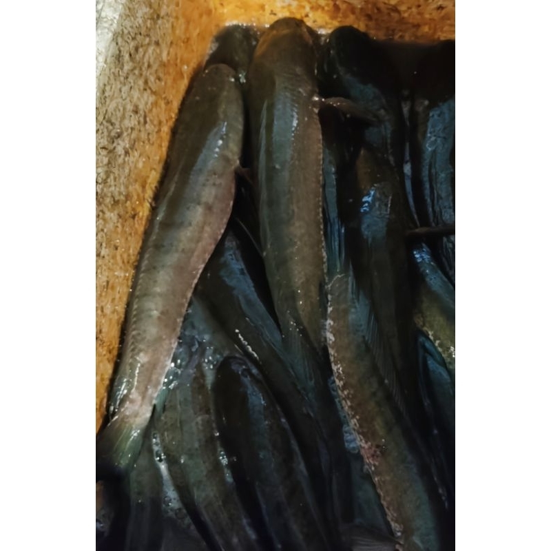 

Ikan Gabus Ikan Kutuk Ikan Haruan Fresh Hidup