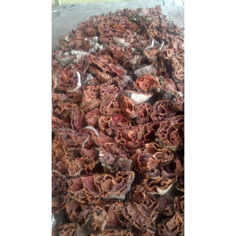 

SARANG SEMUT PEADALAMAN PAPUA