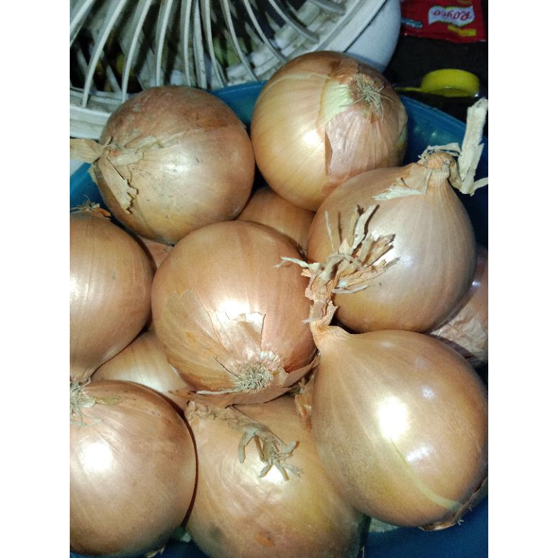 

bawang Bomby 500 grm bawang bagus dan berkualitas
