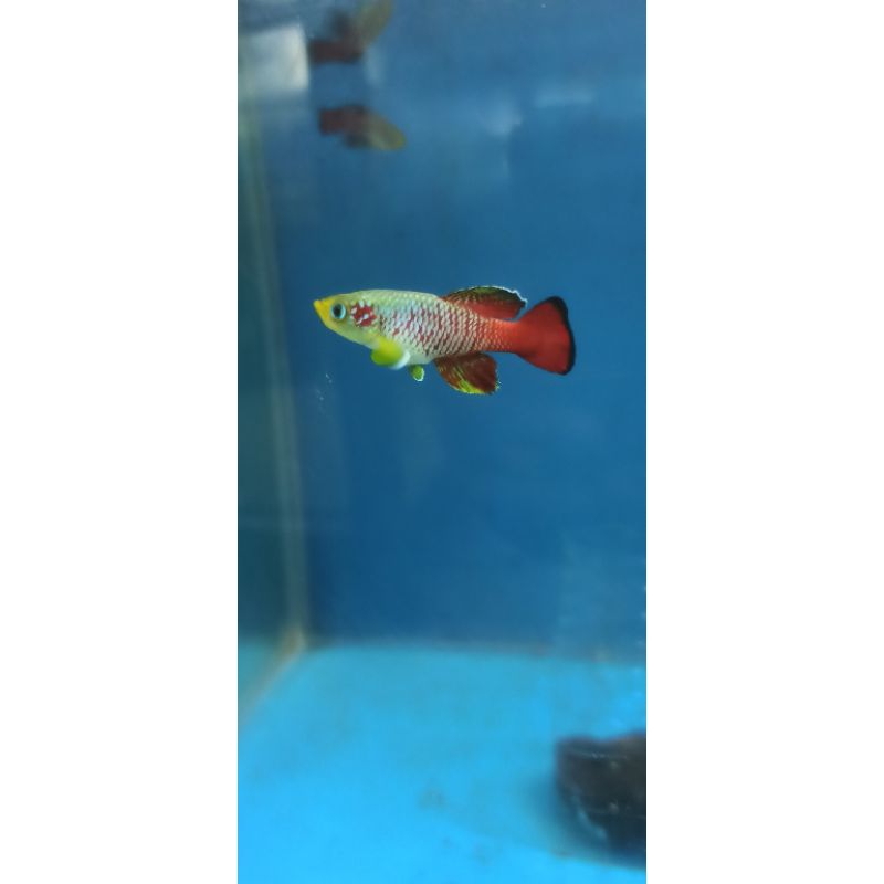 Hiasan aquarium killifish guentheri red jantan only