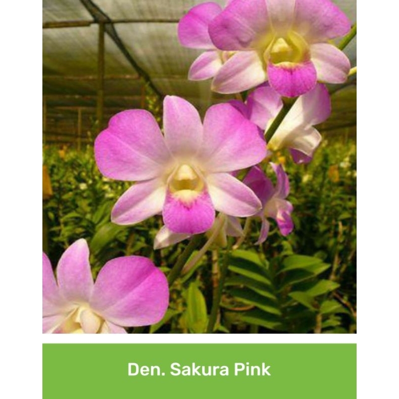 Anggrek Dendrobium Sakura Pink Dewasa