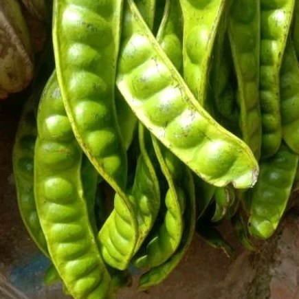 

Petai 1 buah
