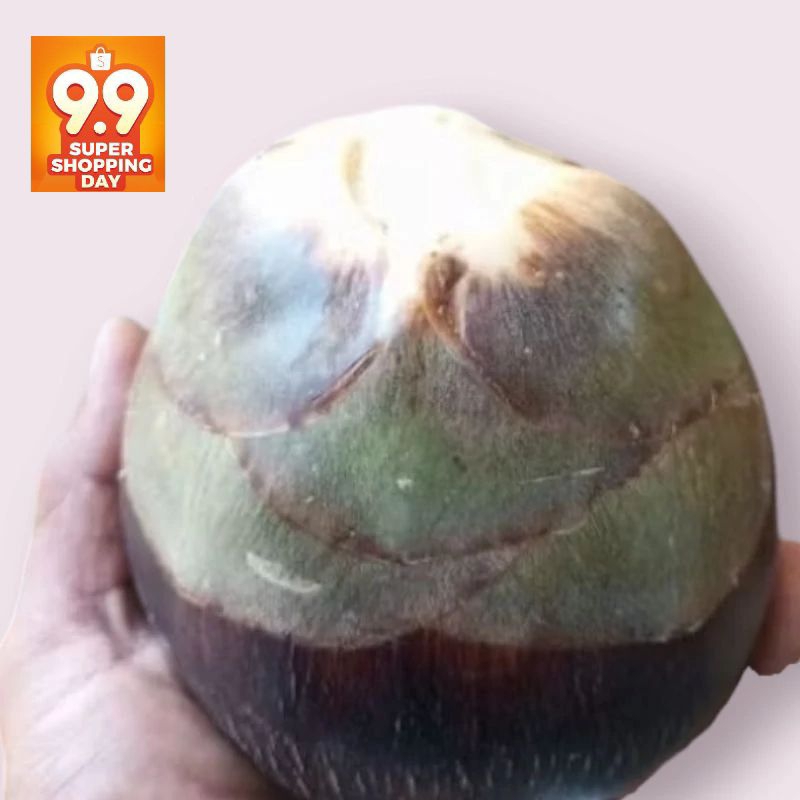 

SIWALAN/LONTAR PER GLONDONG UTUH Semarang