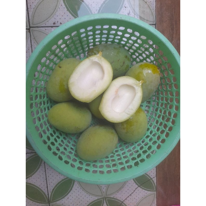 

pelam muda, kweni muda, cocok buat rujak