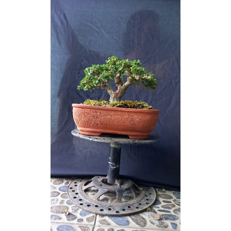 Bonsai Sancang Mame Top Bogel