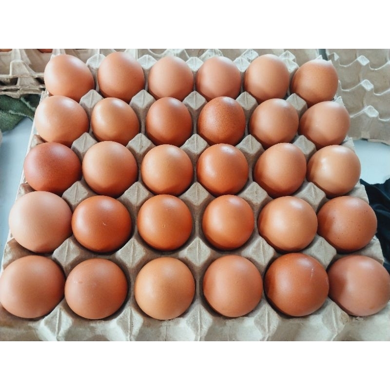 

Telur Ayam Negeri Fresh / Telor Ayam Negeri Fresh 30 butir