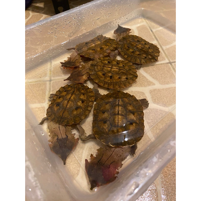 Pajangan Mata Mata Turtle 8-9cm