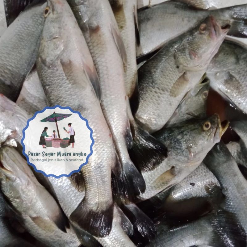 

Ikan Kakap Putih Segar Seafood hasil laut segar 1 kg