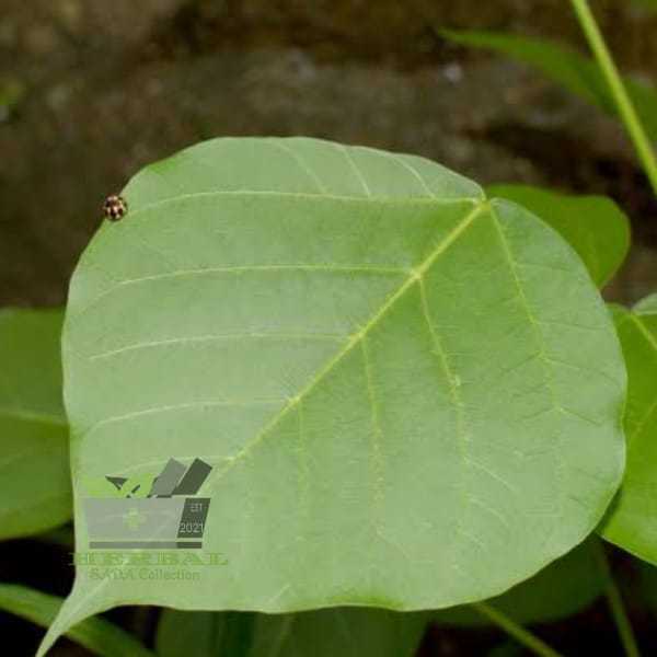 

Jual Daun Dadap Serep Segar 300 gram Fresh
