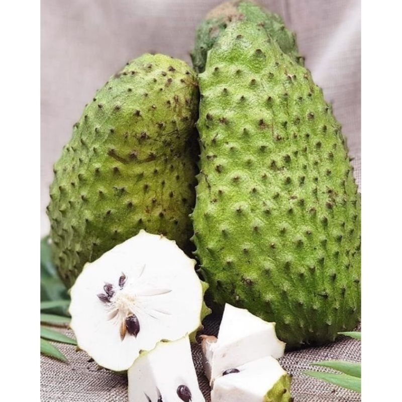 

#fruits buah sirsak kidoel memiliki postur besar&bentet citarasa dan harum yg khas daging nyh seputih kapas&lembut