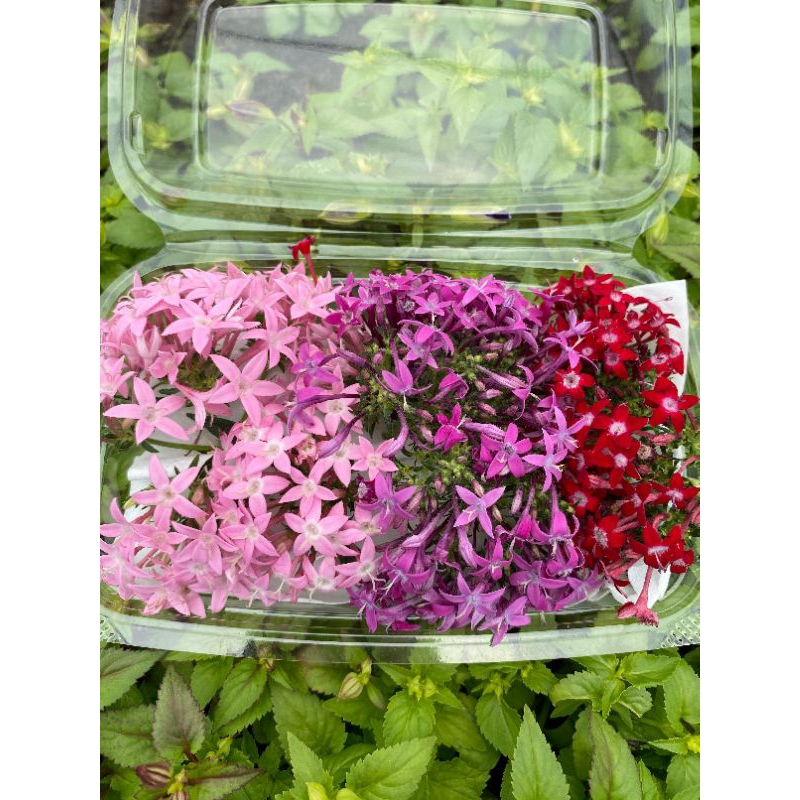 

Edible Flower Star Flower
