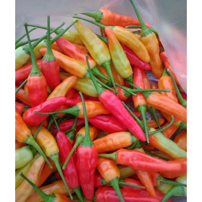 

cabe rawit merah segar