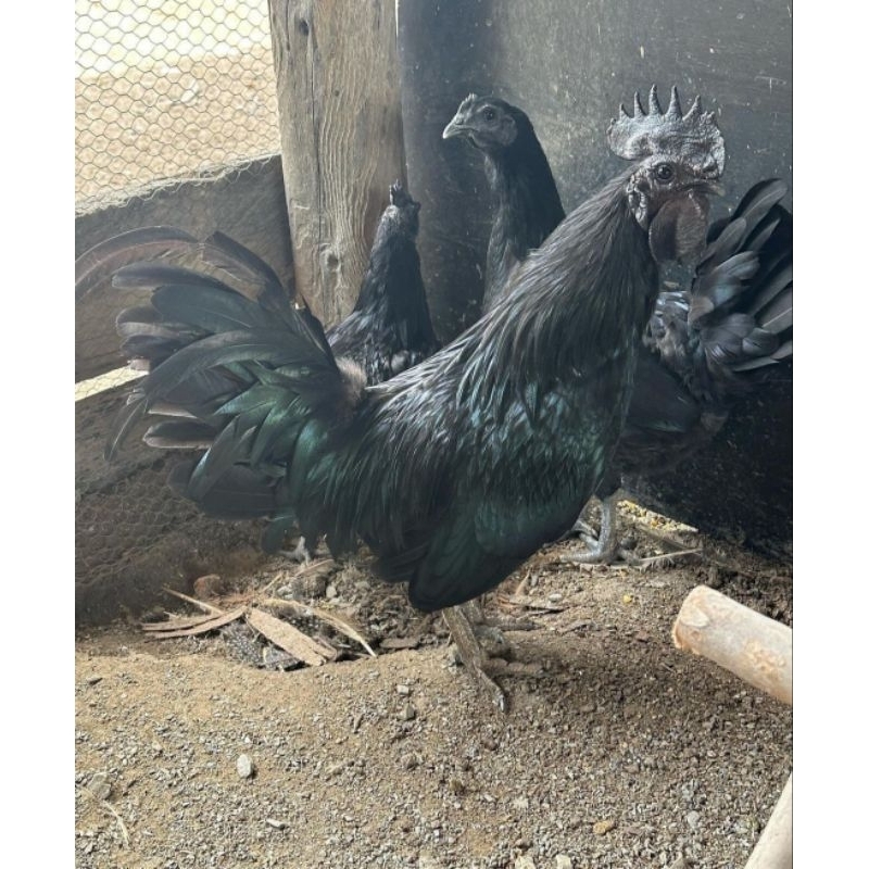 Telur Tetas Ayam Cemani Telur Fertil Ayam Cemani Asli Lidah Hitam