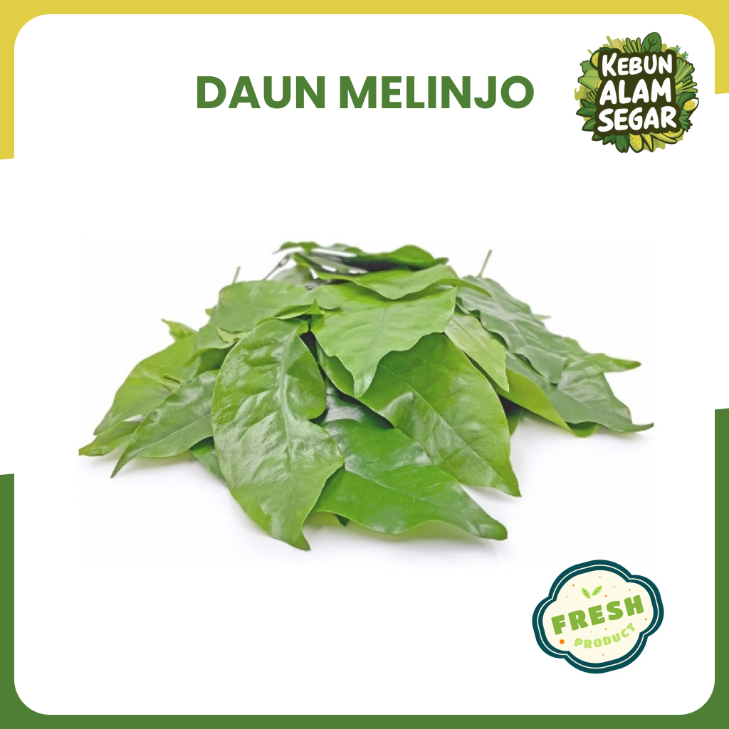 

DAUN SO MELINJO BELINJO MUDA SEGAR 100gr