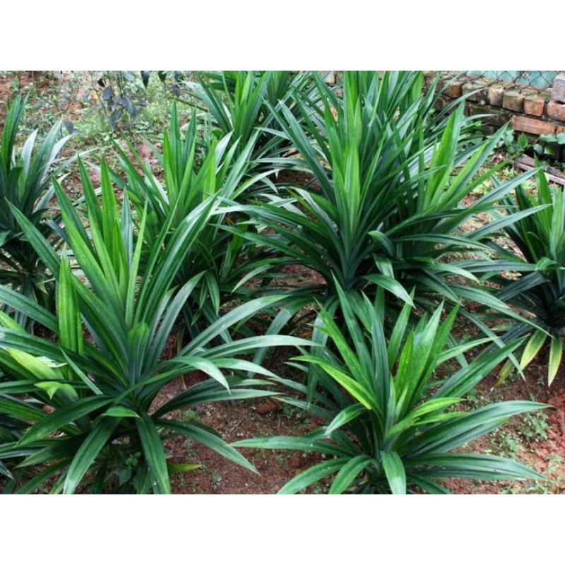

DAUN PANDAN WANGI SEGAR PER LEMBAR