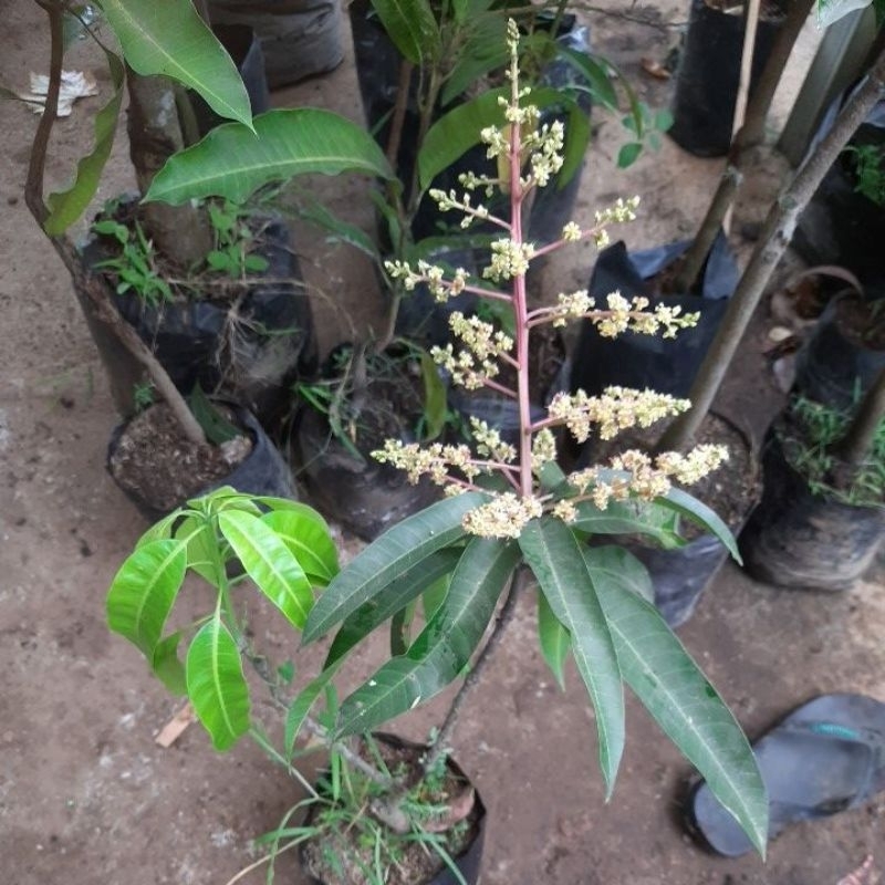 Mangga Kombinasi 2 Jenis