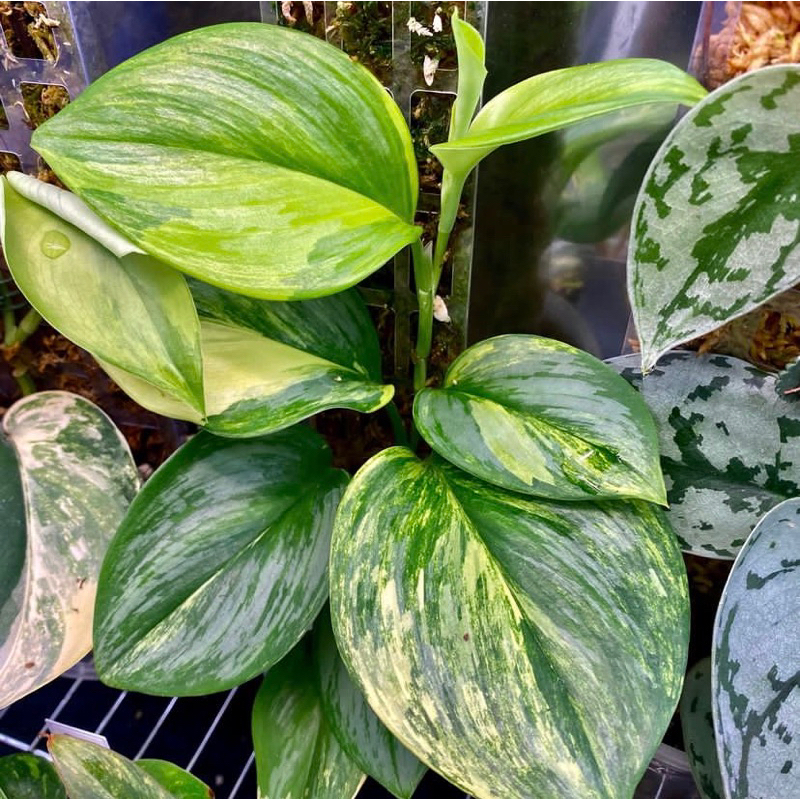 Scindapsus rubicorn (treubii moonlight variegata kuning)