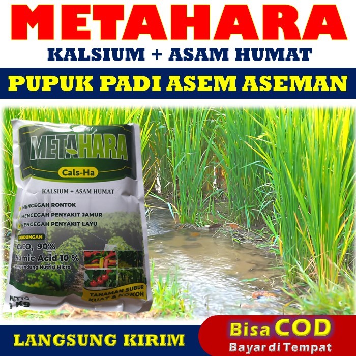 100% AMPUH METAHARA 1 KG Pupuk Kalsium Anti Asem-Aseman Padi Paling Manjur, Pupuk Pembasmi Asem-asem