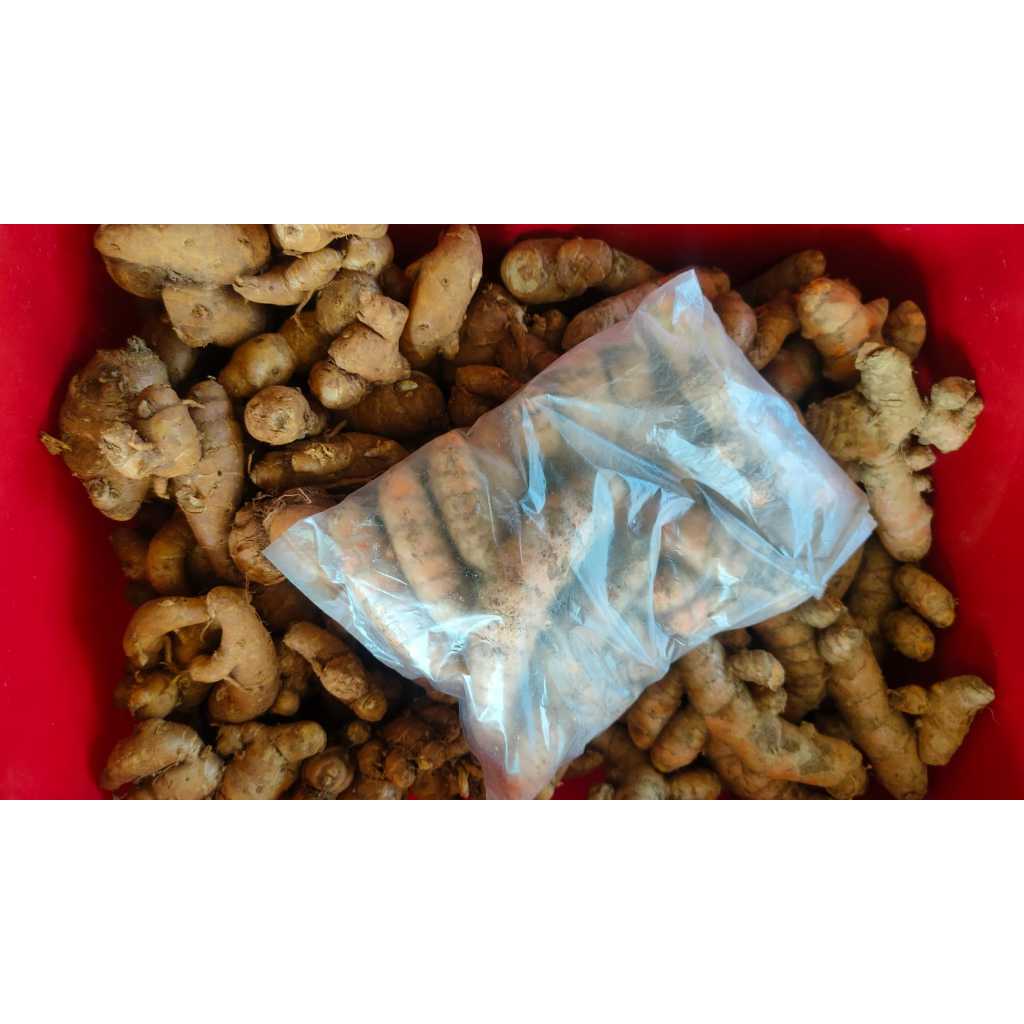 

Kunyit/Kunir, berat 100, 200 dan 500 gram