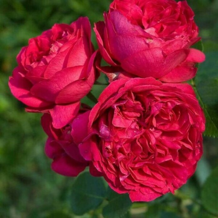 Tanaman Mawar Hidup - St James Park Rose - Tanaman Mawar Import