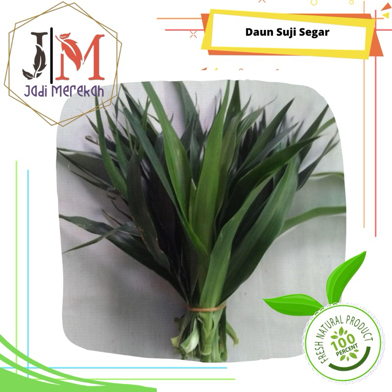 

[JM_SoFresh] Daun Suji Segar dan Fresh per Ikat