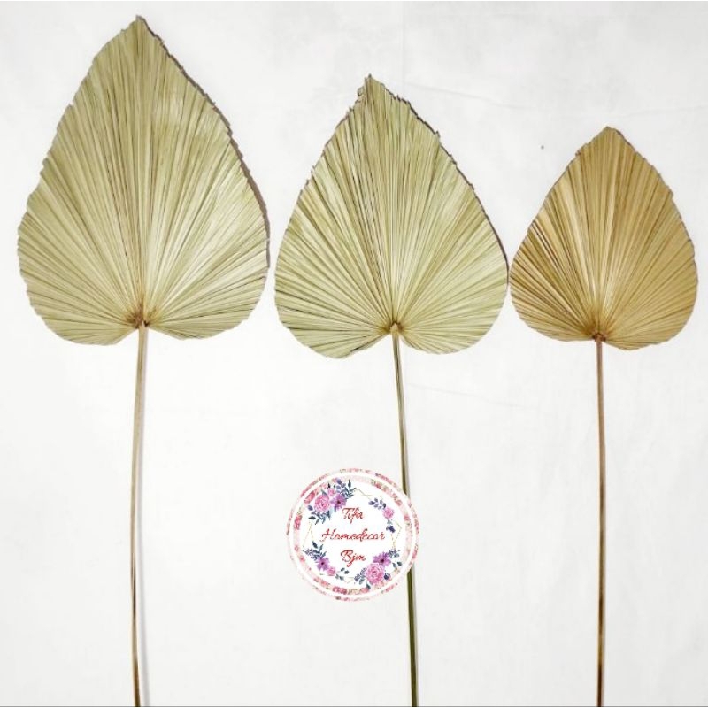 DAUN PALEM KERING AESTHETIC