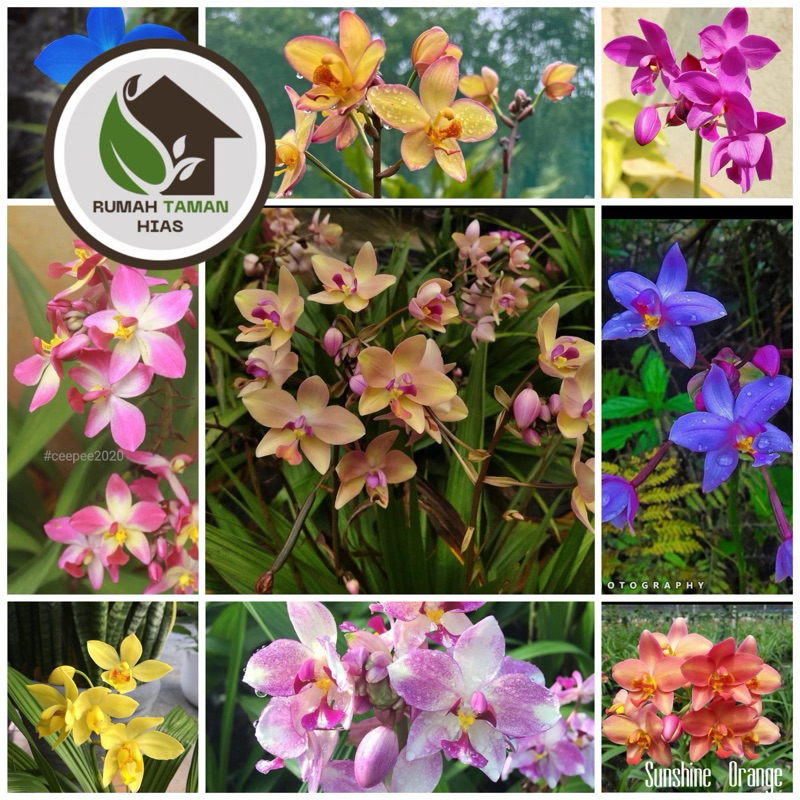 TANAMAN HIAS ANGGREK TANAH SIAP BERBUNGA - BUNGA HIAS ANGGREK TANAH - BUNGA HIDUP ANGGREK TANAH