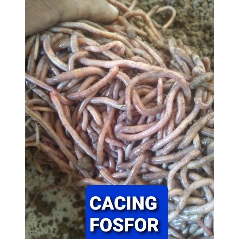 CACING FOSFOR,CACING SUSU 500 GRM