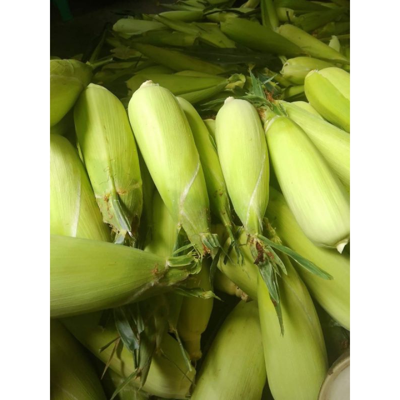 

JAGUNG MANIS UTUH DENGAN KULIT 1 KG FRESH