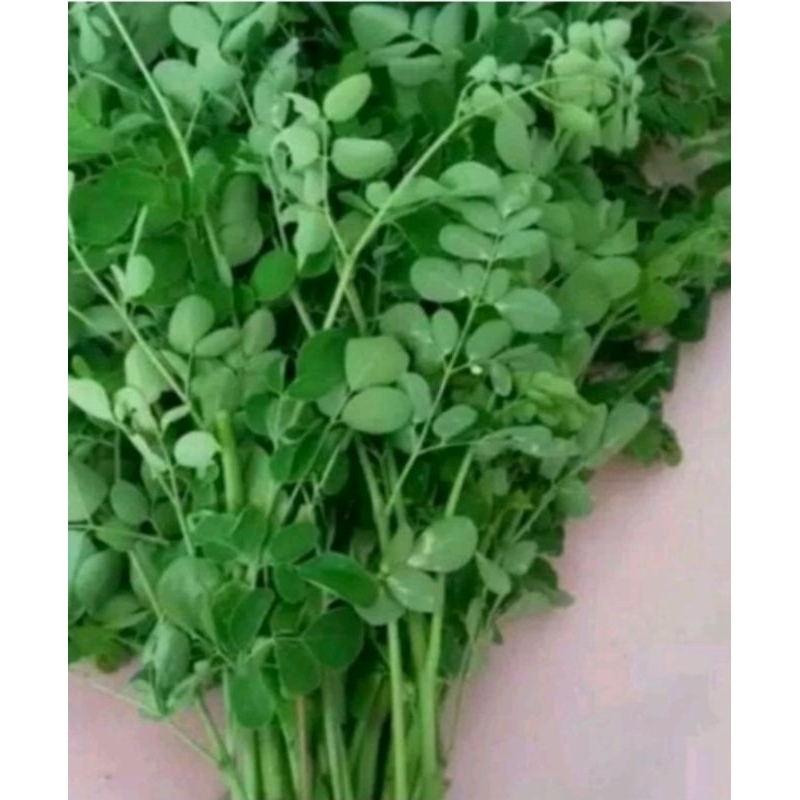 

daun kelor jual per 1 iket segar