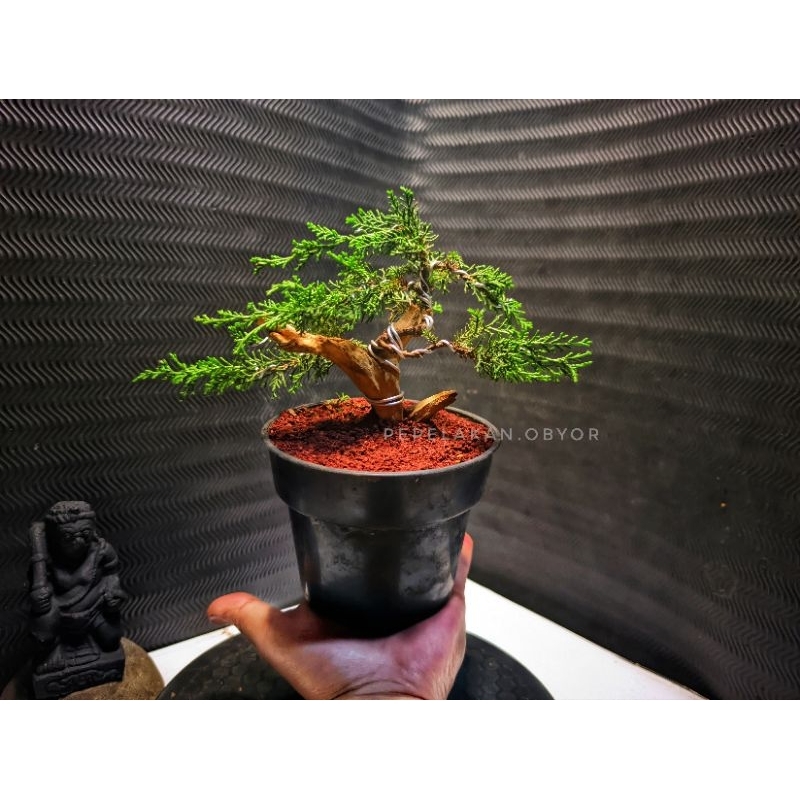 Bonsai Mini Mame Cemara Sargentii Japan Sudah Jadi Berkarakter Tanuki Siap Pajang plus Pot
