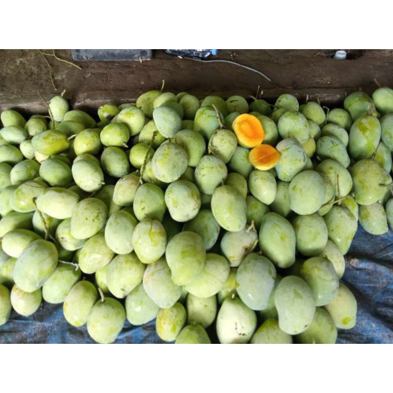 

MANGGA DERMAYU(DR)