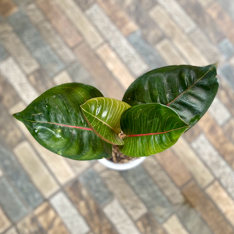Aglaonema Black Moonlight gerhana