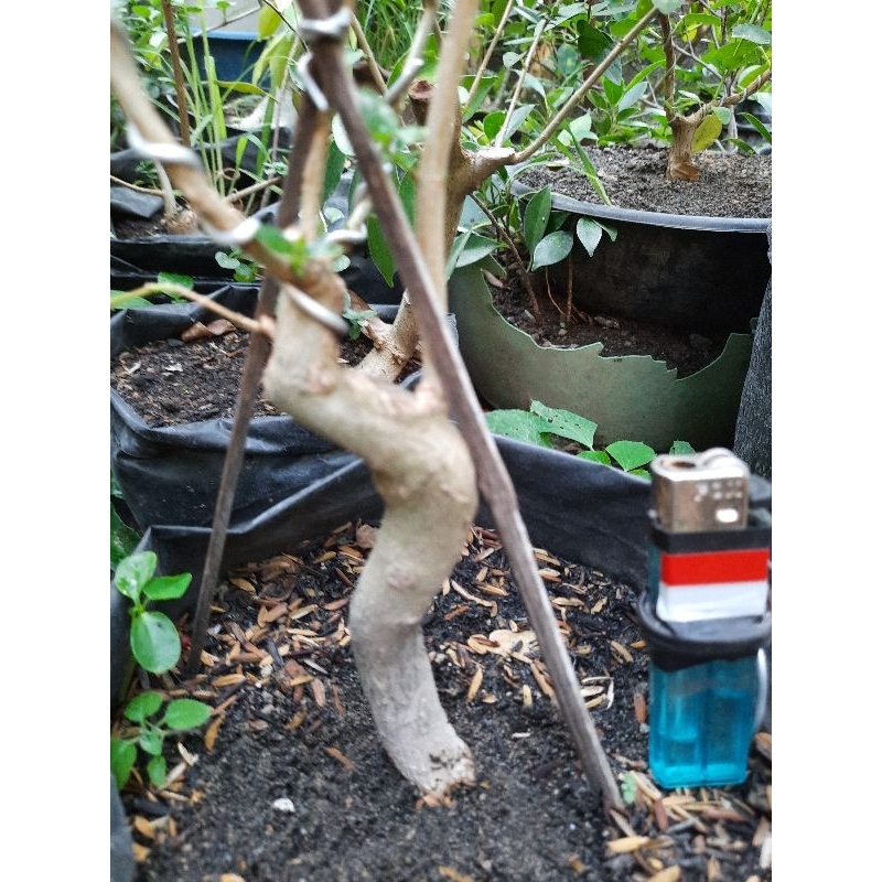 Bonsai sancang mame bahan