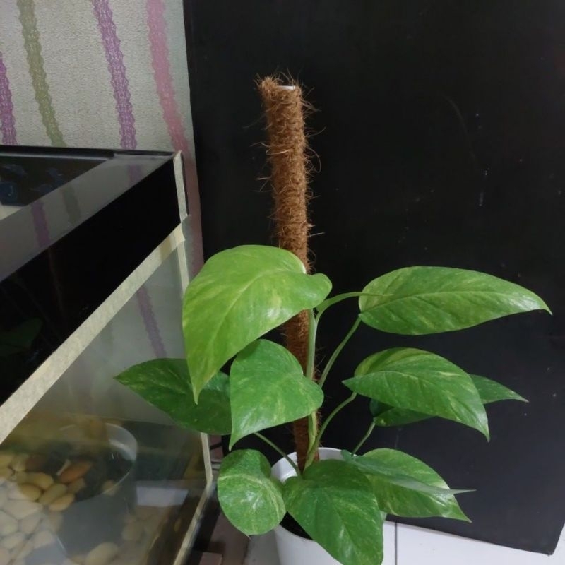 Epipremnum var yellow / Epip Kujang