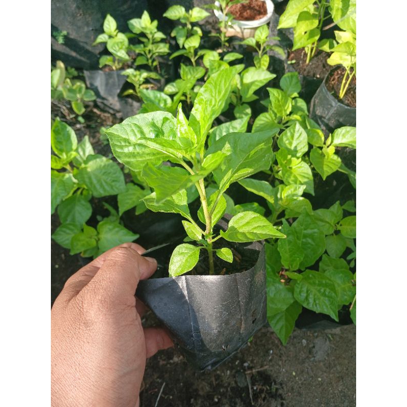 Bibit Cabe Carolina Reaper F1