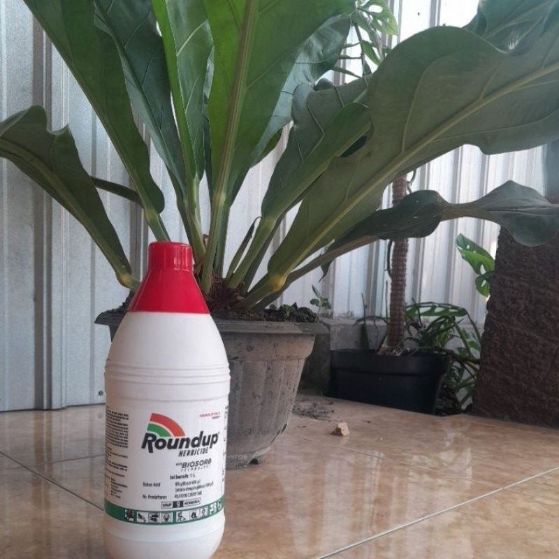 Roundap herbicide obat rumput