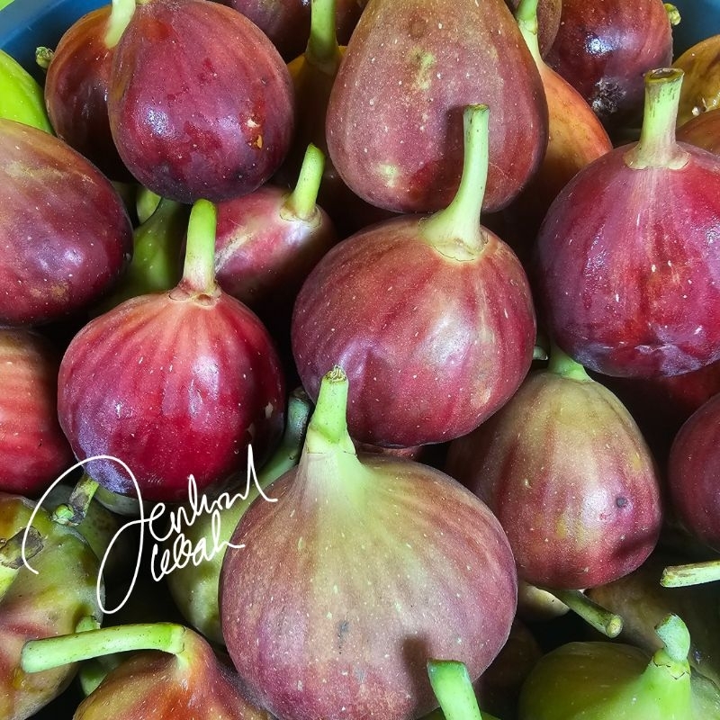 

BUAH TIN ORGANIK Langsung Petik / Buah Tin Blue Giant Yordania Iraki / Buah Ara / Buah Fig