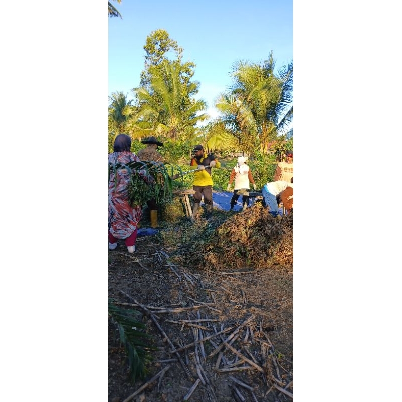 

Minyak Nilam asli dari penyulingan